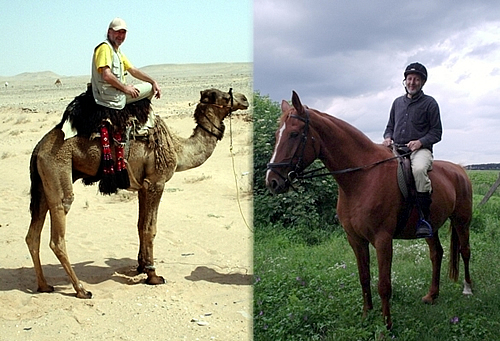Zusammengesetztes Foto: Achmed auf Kamel und auf Pferd